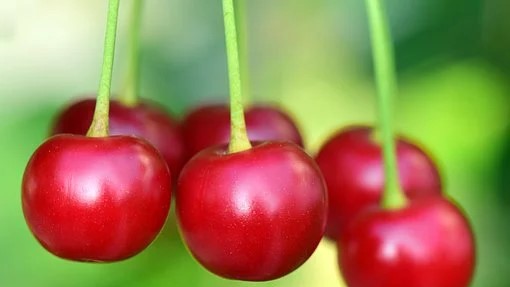 Podrška voćarima pred sezonu berbe